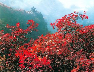 <b>2018年北京香山红叶节与红叶照片</b>