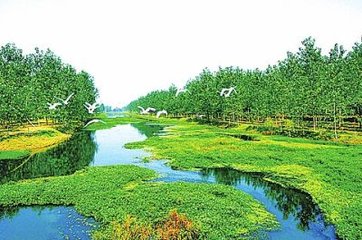 <b>绿水青山就是金山银山，河南郑州开建20万亩黄河中央湿地公园，而国內有些地区破坏生态、侵占湿地现象严重</b>