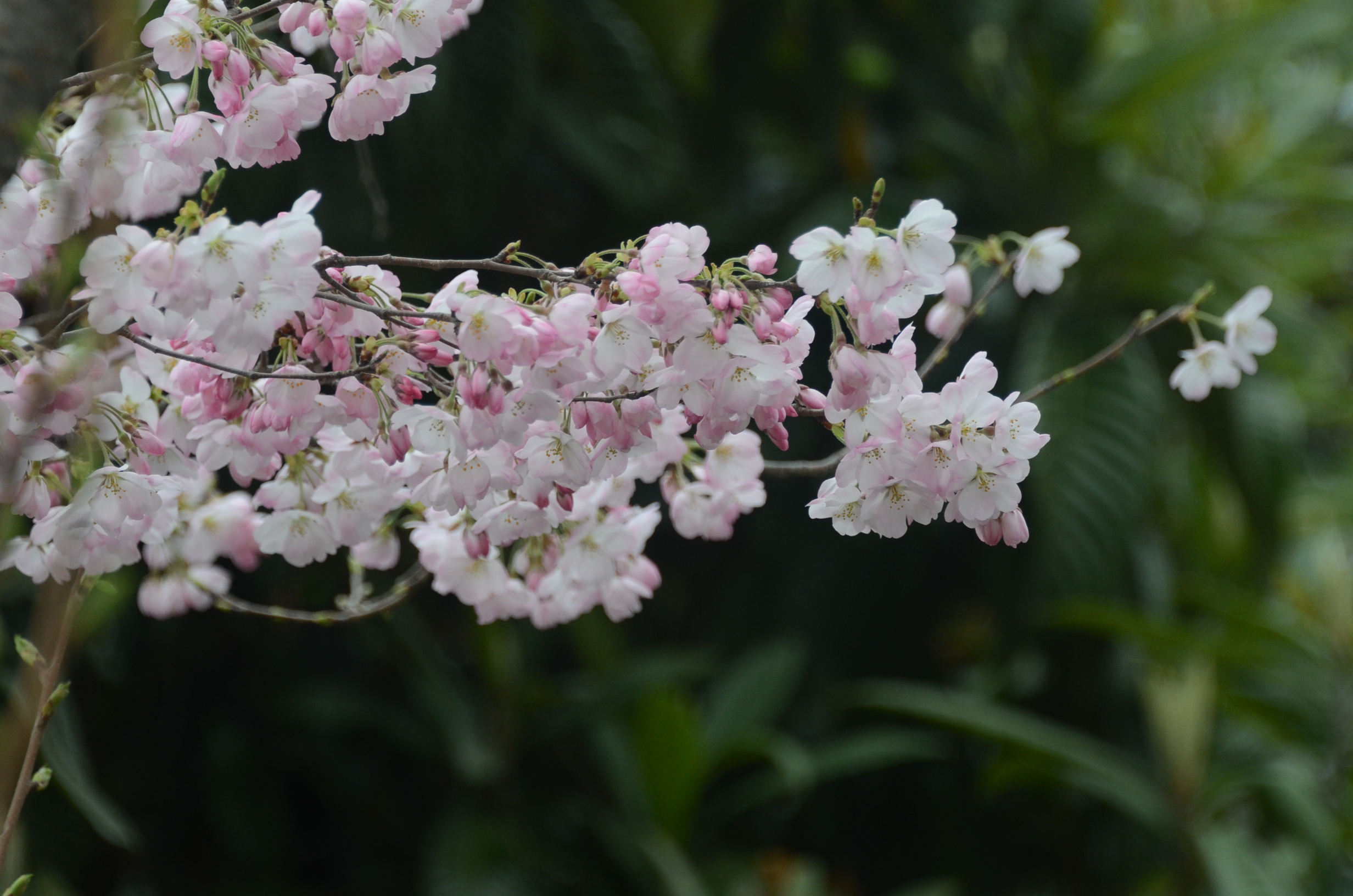 DSC_0089.JPG