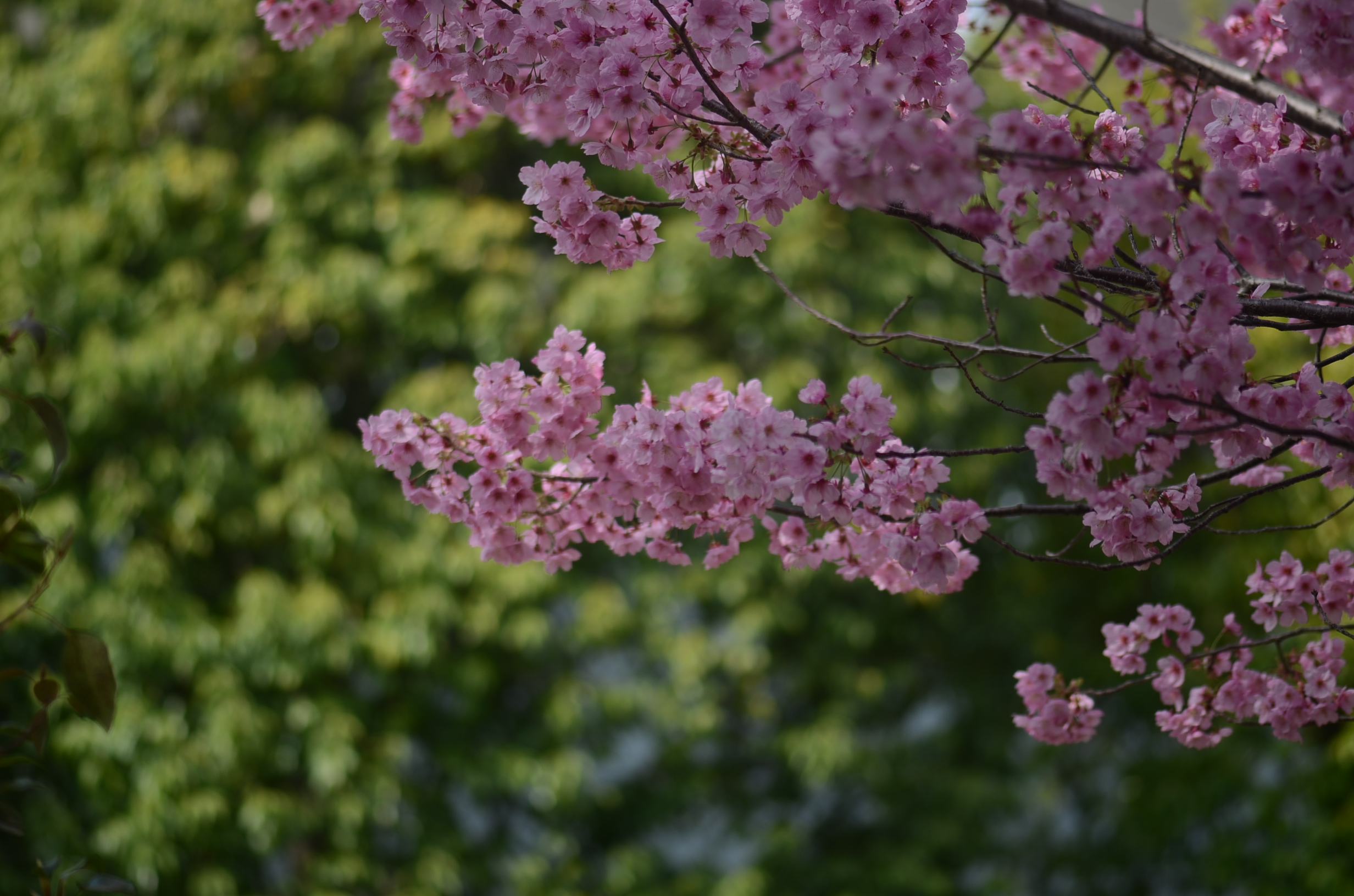 DSC_9516.JPG